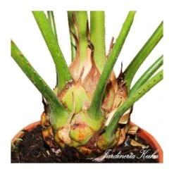 Jardín Y Exteriores -Jardín Y Exteriores cyca rumphii 1