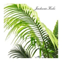 Cyca Rumphii -Jardín Y Exteriores cyca rumphii 2