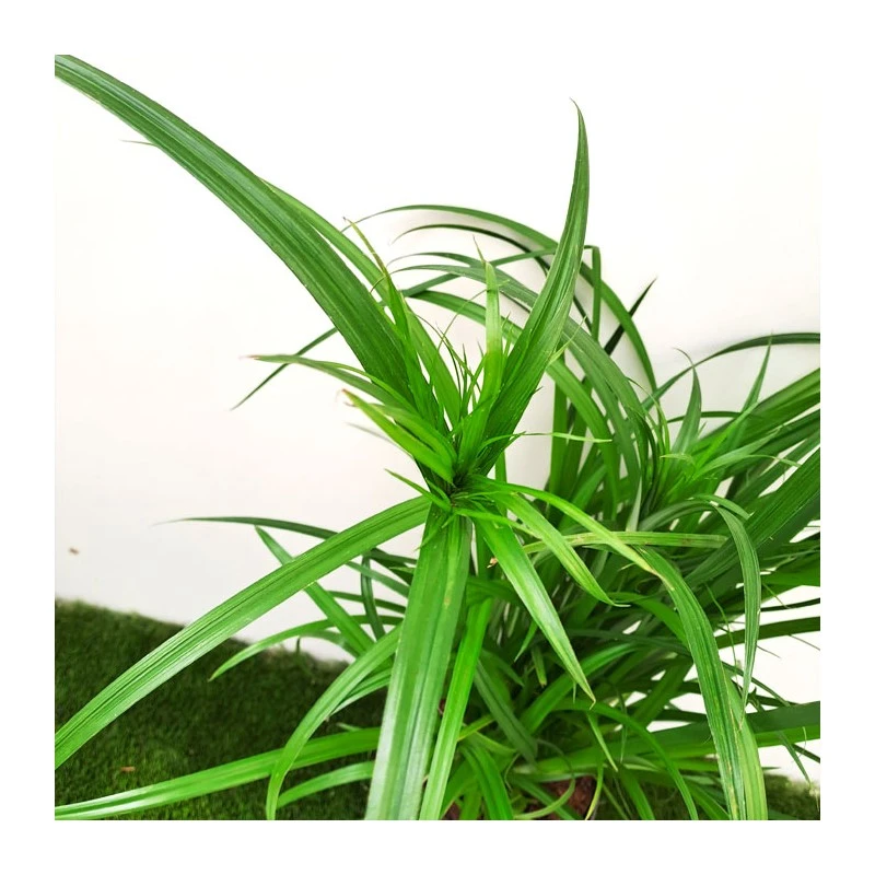 Cyperus Papirus 2 Cyperus Papirus - Imagen 2