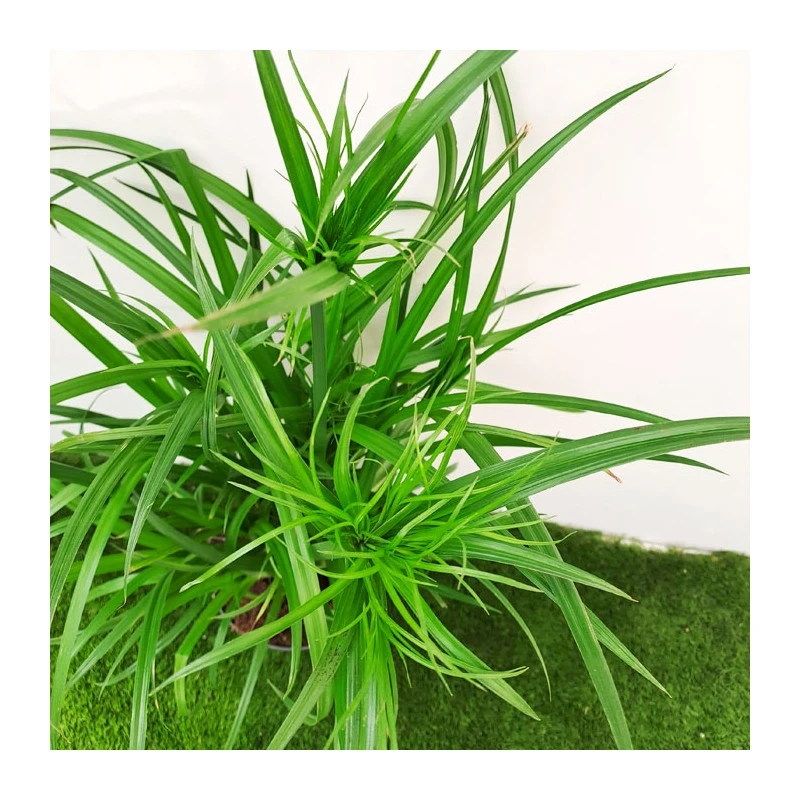 Cyperus Papirus 4 Cyperus Papirus - Imagen 4