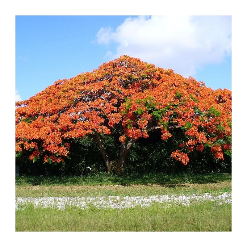 Delonix Regia. Ejemplar 2 Delonix Regia. Ejemplar - Imagen 2