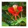 Delonix Regia. Ejemplar