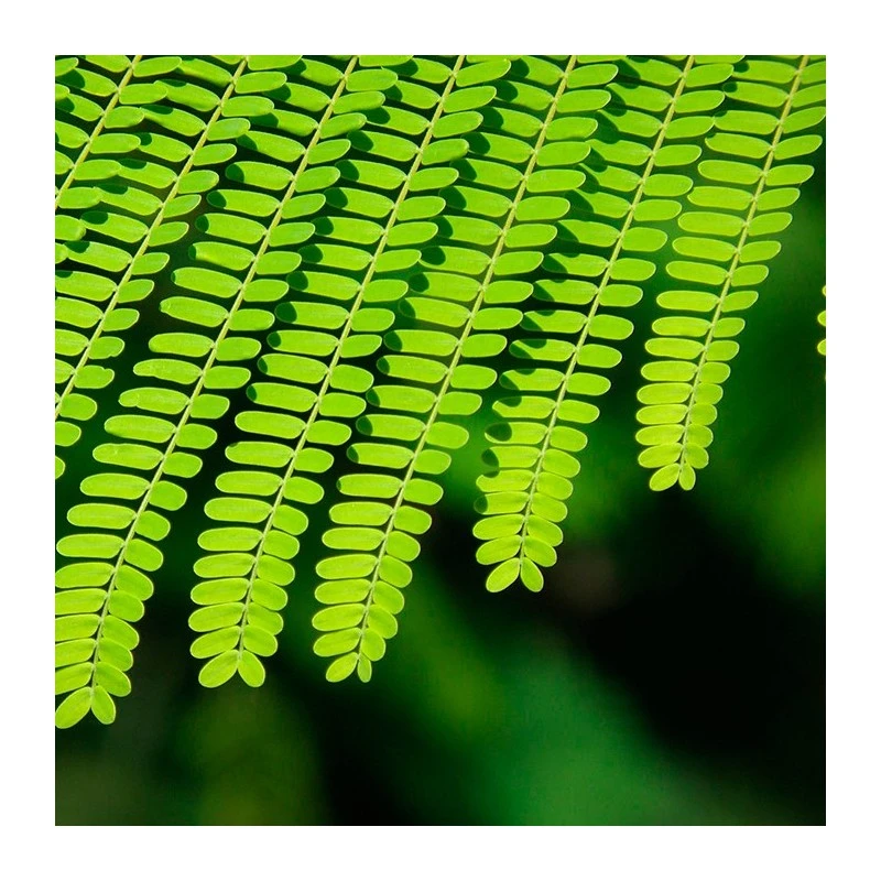 Delonix Regia. Ejemplar 3 Delonix Regia. Ejemplar - Imagen 3