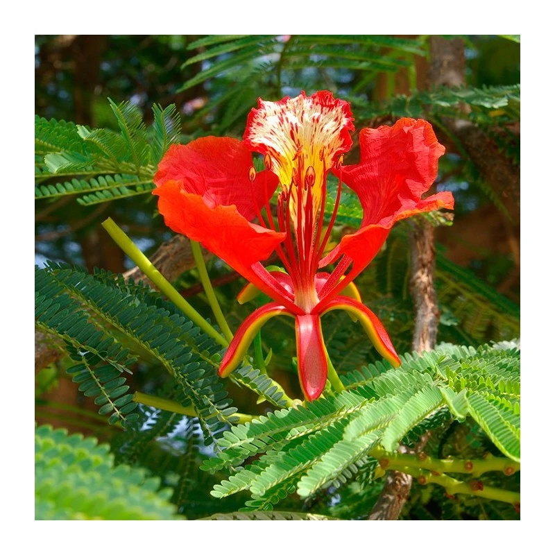 Delonix Regia. Ejemplar 1 Delonix Regia. Ejemplar