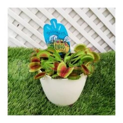 nuevos productos -Jardín Y Exteriores dionaea muscipula 1