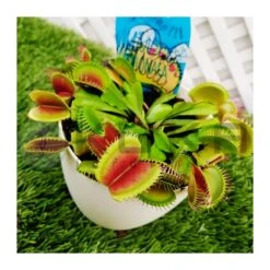 nuevos productos 5 Dionaea Muscipula