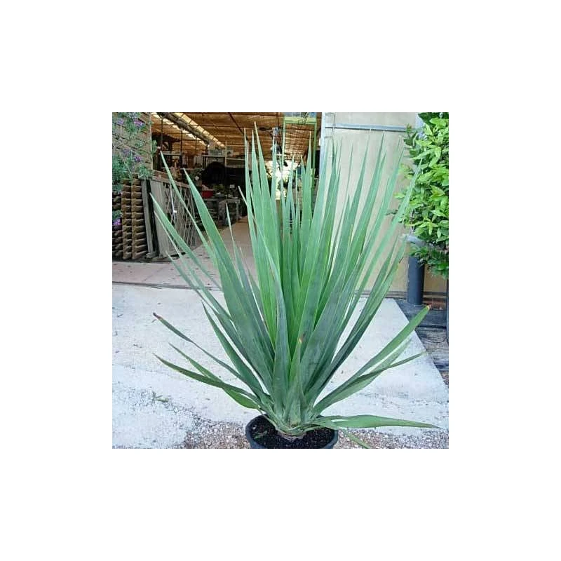 Dracaena Drago 1 Dracaena Drago