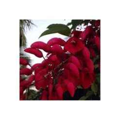 Erythrina Cristagalli -Jardín Y Exteriores erythrina cristagalli ejemplar 1