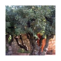 Erythrina Cristagalli -Jardín Y Exteriores erythrina cristagalli ejemplar 2