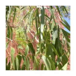Eucalyptus Citriodora