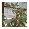 Eucalyptus Parvifolia