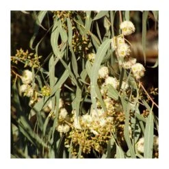 Eucalyptus Camadulensis Rostrata