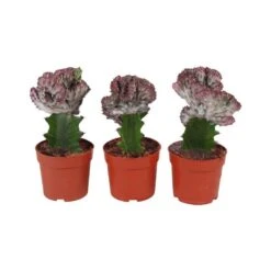 Euphorbia Lactea Cristata De Tronco Alto -Jardín Y Exteriores euphorbia lactea cristata de tronco alto 2