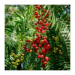 Falsa Pimienta -Jardín Y Exteriores falsa pimienta 1