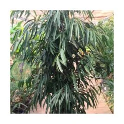 Ficus Alii Ejemplar -Jardín Y Exteriores ficus alii 1