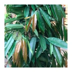 Ficus Alii King Zuil EJEMPLAR -Jardín Y Exteriores ficus alii king zuil 1