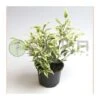 Ficus Benjamina Starlight