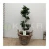 Ficus Ginseng Curvo