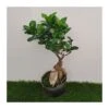 Ficus Ginseng Pre-bonsái