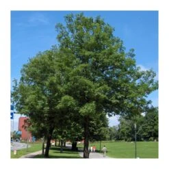 Fraxinus Angustifolia