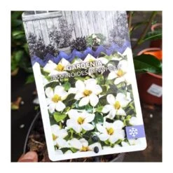 Gardenia Jasminoides Pinwheel 7 Gardenia Jasminoides Pinwheel -Jardín Y Exteriores gardenia jasminoides 3