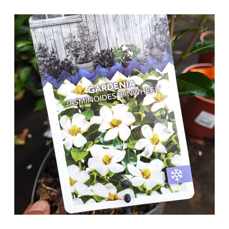 Gardenia Jasminoides Pinwheel 4 Gardenia Jasminoides Pinwheel - Imagen 4