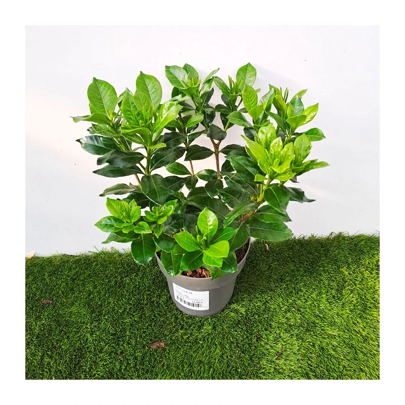 Gardenia Jasminoides Pinwheel 1 Gardenia Jasminoides Pinwheel