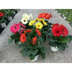 Gerbera Jamesonii -Jardín Y Exteriores gerbera jamesonii 2