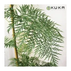 Grevillea Robusta -Jardín Y Exteriores grevillea robusta 5