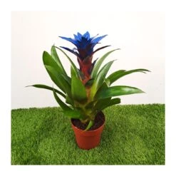 Guzmania Ocean Blue -Jardín Y Exteriores guzmania ocean blue 2