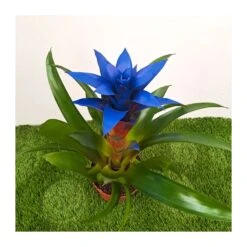 Guzmania Ocean Blue -Jardín Y Exteriores guzmania ocean blue 3