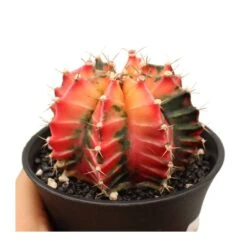 Gymnocalycium Mihanovichii Japan -Jardín Y Exteriores gymnocalycium mihanovichii japan 2