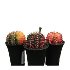 Gymnocalycium Mihanovichii Japan -Jardín Y Exteriores gymnocalycium mihanovichii japan 3