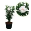 Hibiscus Syriacus Flor Doble Blanca