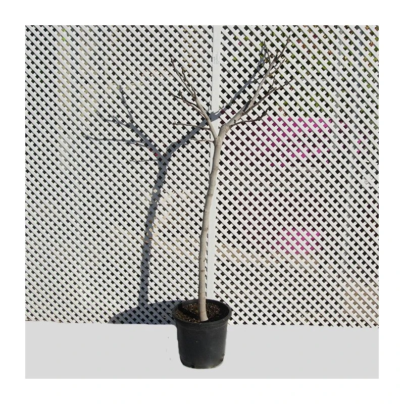 Higuera Breva Negra 2 Higuera Breva Negra - Imagen 2