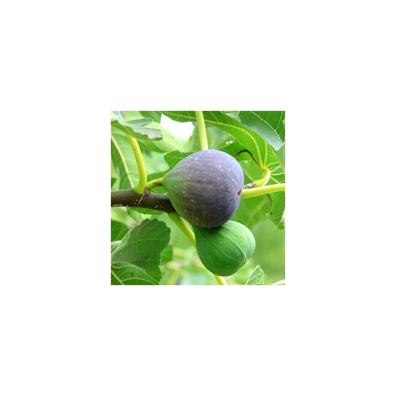 Higuera Breva Negra 3 Higuera Breva Negra - Imagen 3