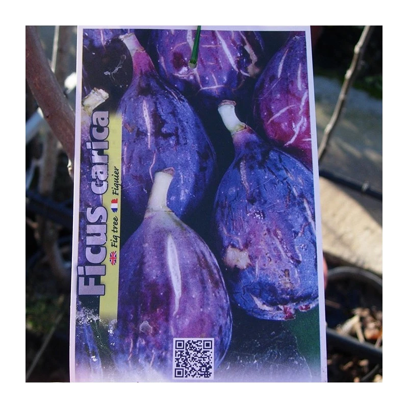 Higuera Breva Negra 1 Higuera Breva Negra