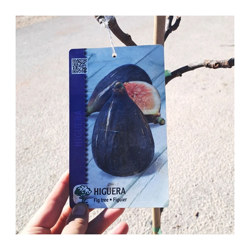 Higuera Cuello De Dama Negra 2 Higuera Cuello De Dama Negra - Imagen 2