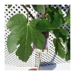 Higuera Napolitana -Jardín Y Exteriores higuera napolitana 3