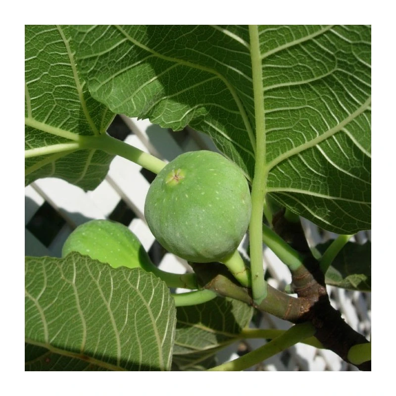 Higuera Ojo De Perdíz 2 Higuera Ojo De Perdíz - Imagen 2