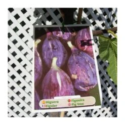 Higuera Ojo De Perdíz 6 Higuera Ojo De Perdíz -Jardín Y Exteriores higuera ojo de perdiz 2