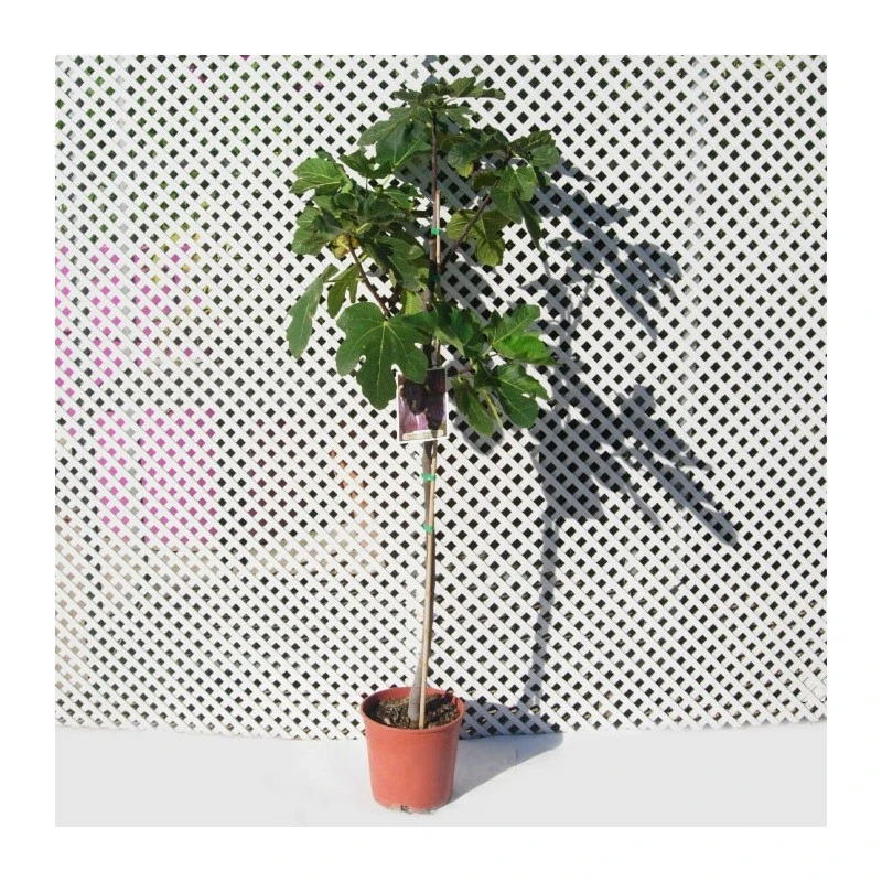 Higuera Ojo De Perdíz 1 Higuera Ojo De Perdíz