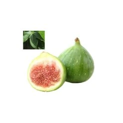 Higuera Verdal -Jardín Y Exteriores higuera verdal 1