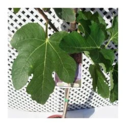 Higuera Violette De Solies