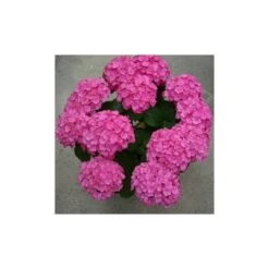 Hortensia De Interior Blanca -Jardín Y Exteriores hortensia de interior 3