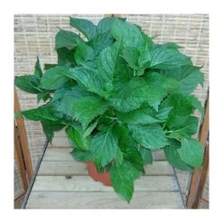 Hortensia De Interior Blanca -Jardín Y Exteriores hortensia de interior 4