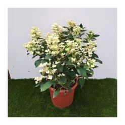 Hortensia Paniculata