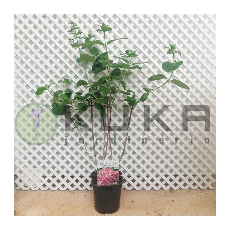 Hortensia Paniculata Pink Diamond Blanca 2 Hortensia Paniculata Pink Diamond Blanca - Imagen 2