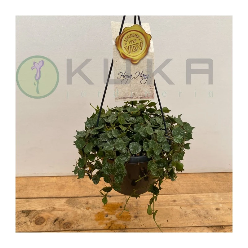 Hoya Curtisii 1 Hoya Curtisii