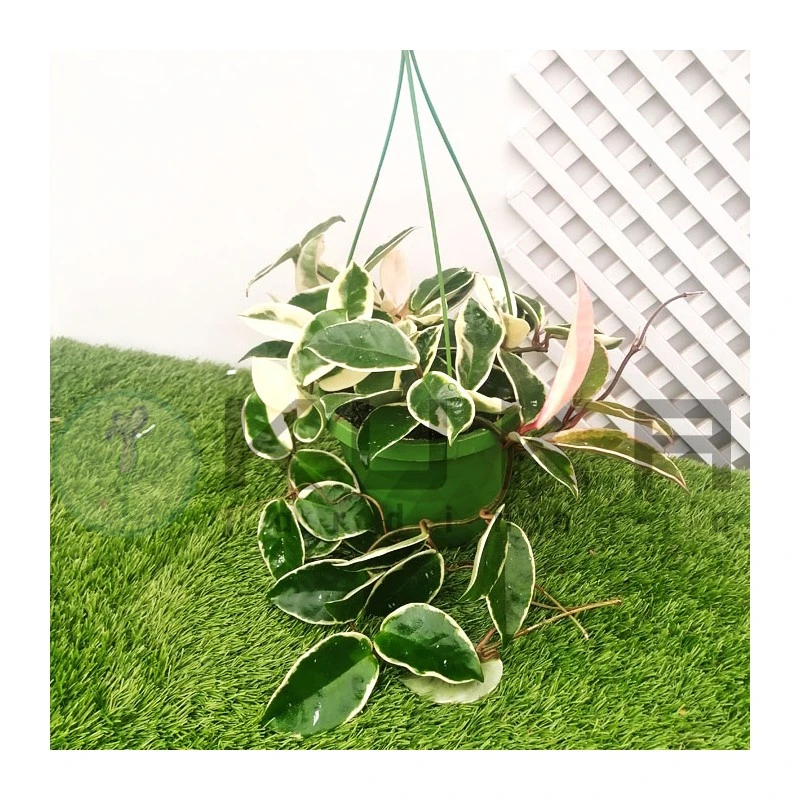 Hoya Krimson Queen 2 Hoya Krimson Queen - Imagen 2